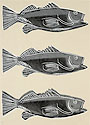 Warhol FISH